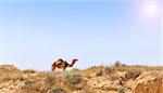 Arabian Camel graze at the Israeli Negev Desert. Israel