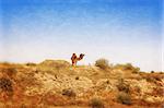 Arabian Camel graze at the Israeli Negev Desert. Israel. Photo textured in old color