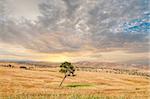 Lonely tree, Negev Desert, Jerusalem, Israel