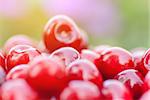 Freshly picked ripe red cherries, in an orchard, on a sunny day.