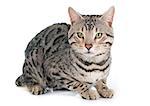 bengal cat silver in front of white background