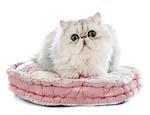 persian cat in front of white background