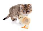 persian kitten and chick in front of white background, focus on the chick
