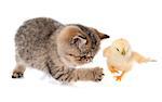 persian kitten and chick in front of white background