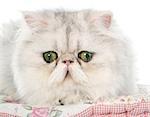 persian cat in front of white background