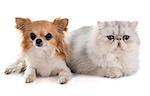 persian cat and chihuahua in front of white background