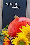 posy of mixed autumn flowers with raw pumpkin and blackboard