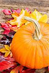 one orange pumpkin with red and yellow fall leaves