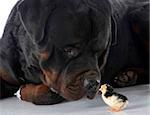 rottweiler and chick in front of white background