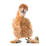 silkie chicken and chick in front of white background