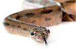 boa constrictor in front of white background