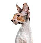 Close-up of a Cornish Rex (10 months old) in front of a white background