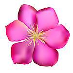 Pink Clematis. Isolated on White Background. Vector Illustration EPS10