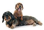 two dachshunds in front of white background