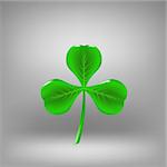 Green Leaf Clover Isolated on Grey Background