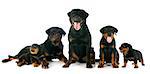 puppies and adults rottweiler in front of white background