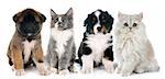 puppies and kitten  in front of white background