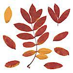 Real autumn rowan leaves, set from red-yellow branch and small leafs, Sorbus aucuparia, vector illustration