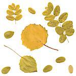 Autumn rowan, birch or Betula, aspen or Populus tremula leaves, set from real green-yellow branch and small leafs, vector illustration