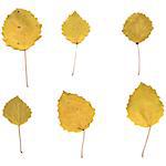 Autumn birch or Betula, aspen or Populus tremula leaves, set from real yellow small leafs, vector illustration