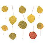 Autumn birch or Betula, aspen or Populus tremula leaves, set from real small leafs, vector illustration