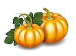 Two orange autumn pumpkins with green leaves, Harvest Thanksgiving symbol. Vector illustration