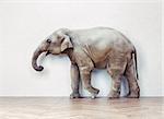 the elephant calm in the room near white wall. Creative concept