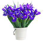 pot of  irises isolated on white background