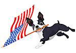 Illustration of cute Boston terrier celebrating 4th of July