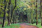 Leaf-covered path through beech woodland in autumn, Alnwick, Northumberland, England, United Kingdom, Europe