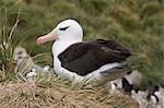 Black browed albatross, West Point Island, Falkland Islands, South America