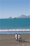 King penguins, Moltke Harbour, Royal Bay, South Georgia, South Atlantic