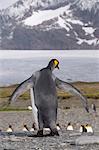 King penguins, St. Andrews Bay, South Georgia, South Atlantic