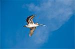 Pelicans in flight, Sanibel Island, Gulf Coast, Florida, United States of America, North America