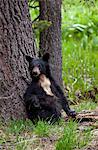 Small American black bear (Ursus americanus) with rare white chest markings, on the Big Trees trail, Round Meadow, Sequoia National Park, Sierra Nevada, California, United States of America, North America