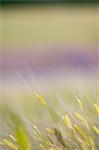 Barley, Provence, France