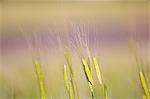 Barley,Provence,France