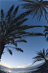 Palm horizon,Tenerife,Canary Islands,Spain,Atlantic,Europe