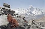 High altitude flowers, Ama Dablam in background, Solu Khumbu Everest Region, Sagarmatha National Park, Himalayas, Nepal, Asia