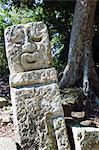 Sculpted head stone at Mayan archeological site, Copan Ruins, UNESCO World Heritage Site, Honduras, Central America