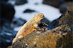 Marine Iguana (Amblyrhynchus cristatus), Turtle Bay, Isla Santa Cruz, Galapagos Islands, UNESCO World Heritage Site, Ecuador, South America