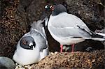 Swallow tailed gull (creagrus furcatus), Isla Genovesa, Galapagos Islands, UNESCO World Heritage Site, Ecuador, South America