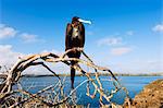 Great frigate bird (Frigata minor), Isla Genovesa, Galapagos Islands, UNESCO World Heritage Site, Ecuador, South America