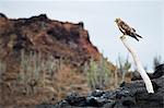 Galapagos hawk (Buteo galapagoensis), Isla Santa Cruz, Galapagos Islands, UNESCO World Heritage Site, Ecuador, South America