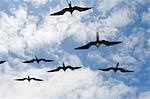 Great frigate bird (Frigata minor) flying in formation, Galapagos Islands, UNESCO World Heritage Site, Ecuador, South America