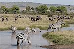 Zebra (Equus quagga), Masai Mara, Kenya, East Africa, Africa