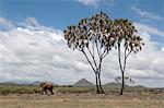 African elephant (Loxodonta africana) walking near a doum palm (Hyphaene coriacea), Samburu National Park, Kenya, East Africa, Africa