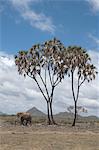 African elephant (Loxodonta africana) walking near a doum palm (Hyphaene coriacea), Samburu National Park, Kenya, East Africa, Africa