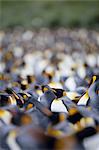 King penguin colony (Aptenodytes patagonicus), Gold Harbour, South Georgia, Antarctic, Polar Regions