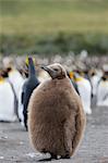 King penguin chick (Aptenodytes patagonicus), Gold Harbour, South Georgia, Antarctic, Polar Regions